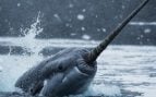Por qué está desapareciendo el narval marino de la superficie del océano, por qué ya no se ven narvales marinos, qué animal es el narval marino, unicornios del mar, narval marino ciencia ficción.