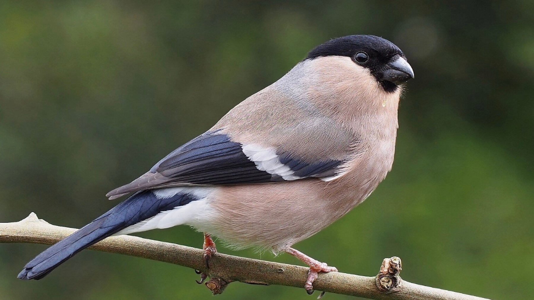 Si vives en España y ves cualquiera de estos 4 pájaros en tu pueblo, ya es oficial: Ha llegado el invierno