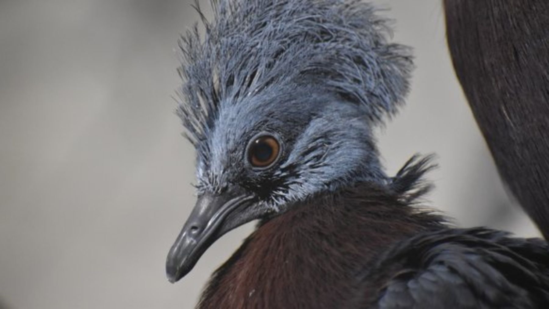 Hito en la zoología mundial: nace por primera vez en cautividad la paloma más grande del mundo