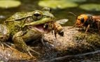 Ranas, avispones, naturaleza