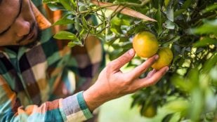 Limonero, flores, truco