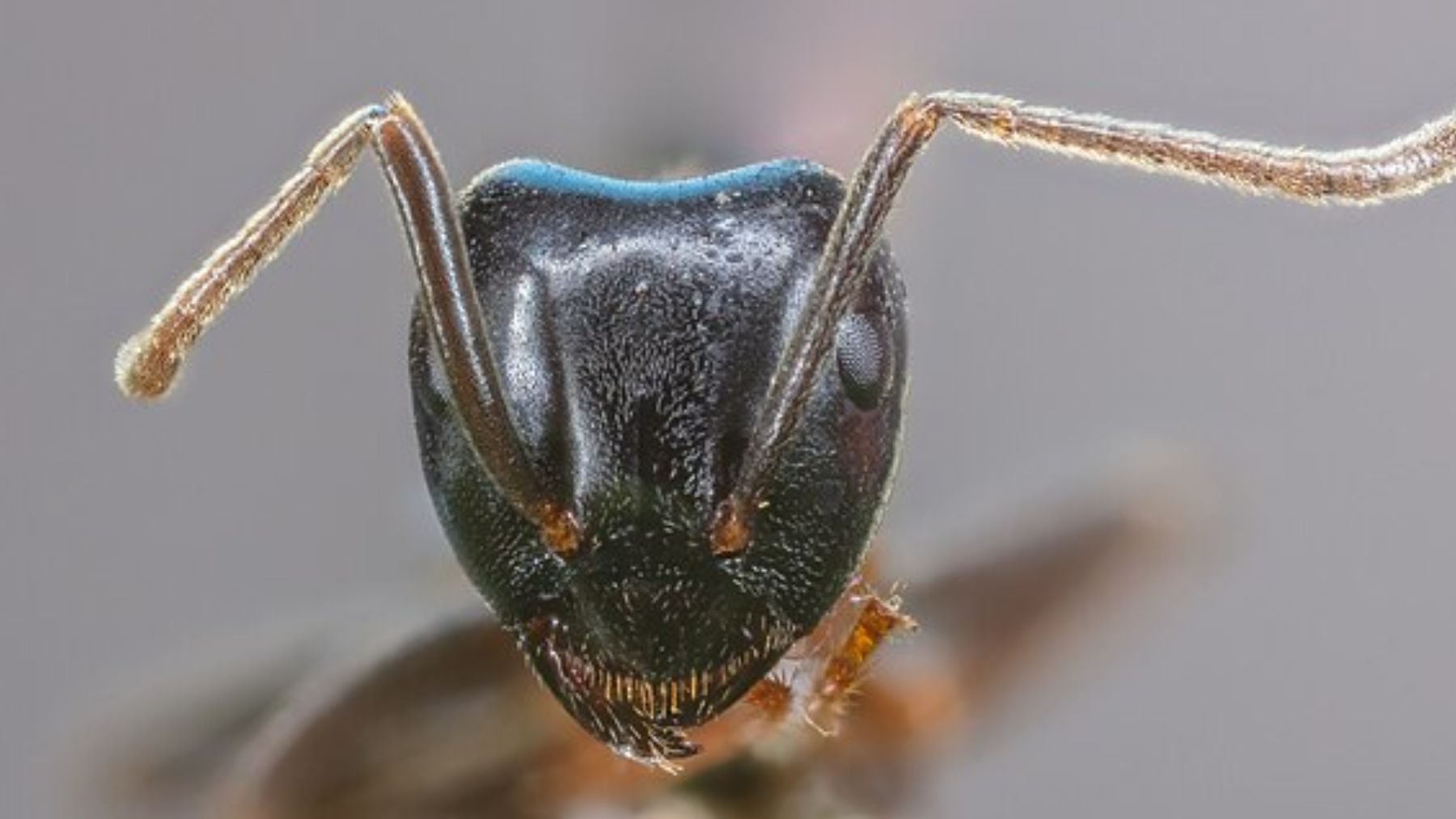 Los zoólogos avisan y no es broma: esta hormiga es muy agresiva y ya está colonizando edificios enteros