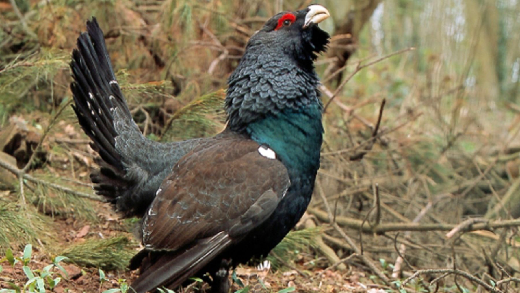 Éxito sin precedentes en la zoología española: nacen 76 crías en 2025 de un ave en grave peligro de extinción