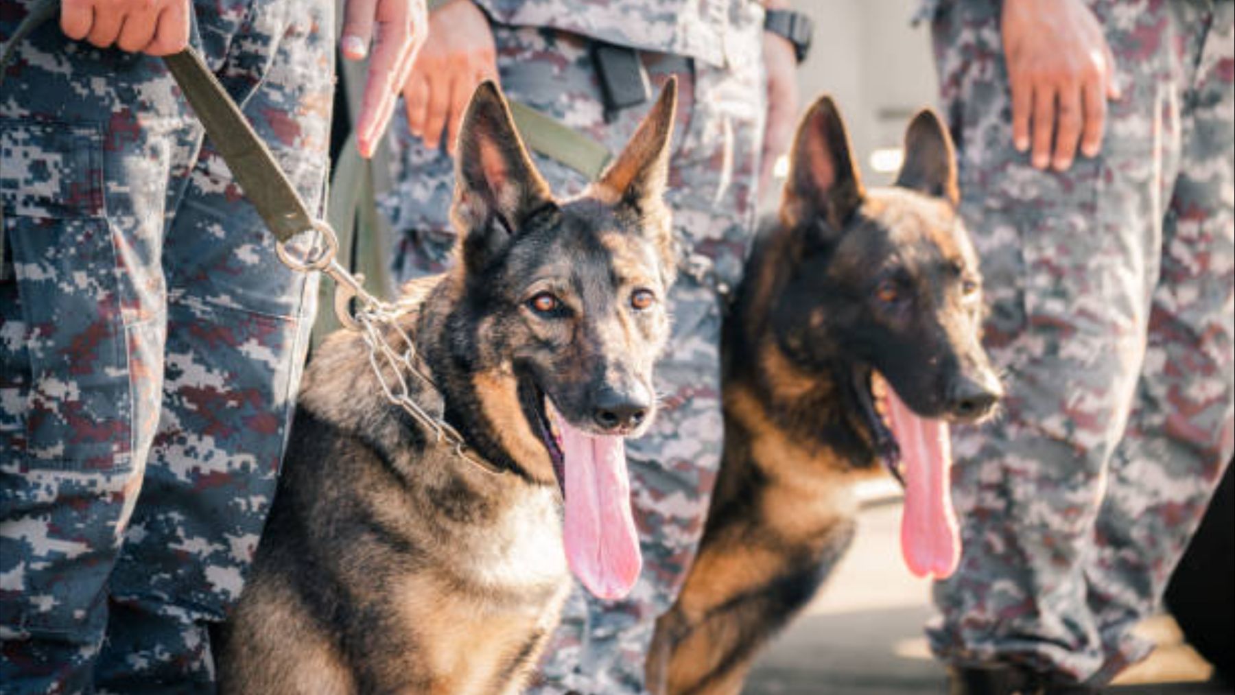 Estos son los animales que los soldados de EE. UU de la base de Rota tienen prohibido traer a España