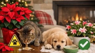 Mascota, Flor de Navidad, plantas