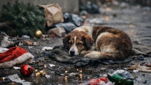 Perros, animales, mascotas