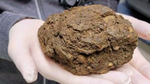 Ardilla, científicos, descubrimiento