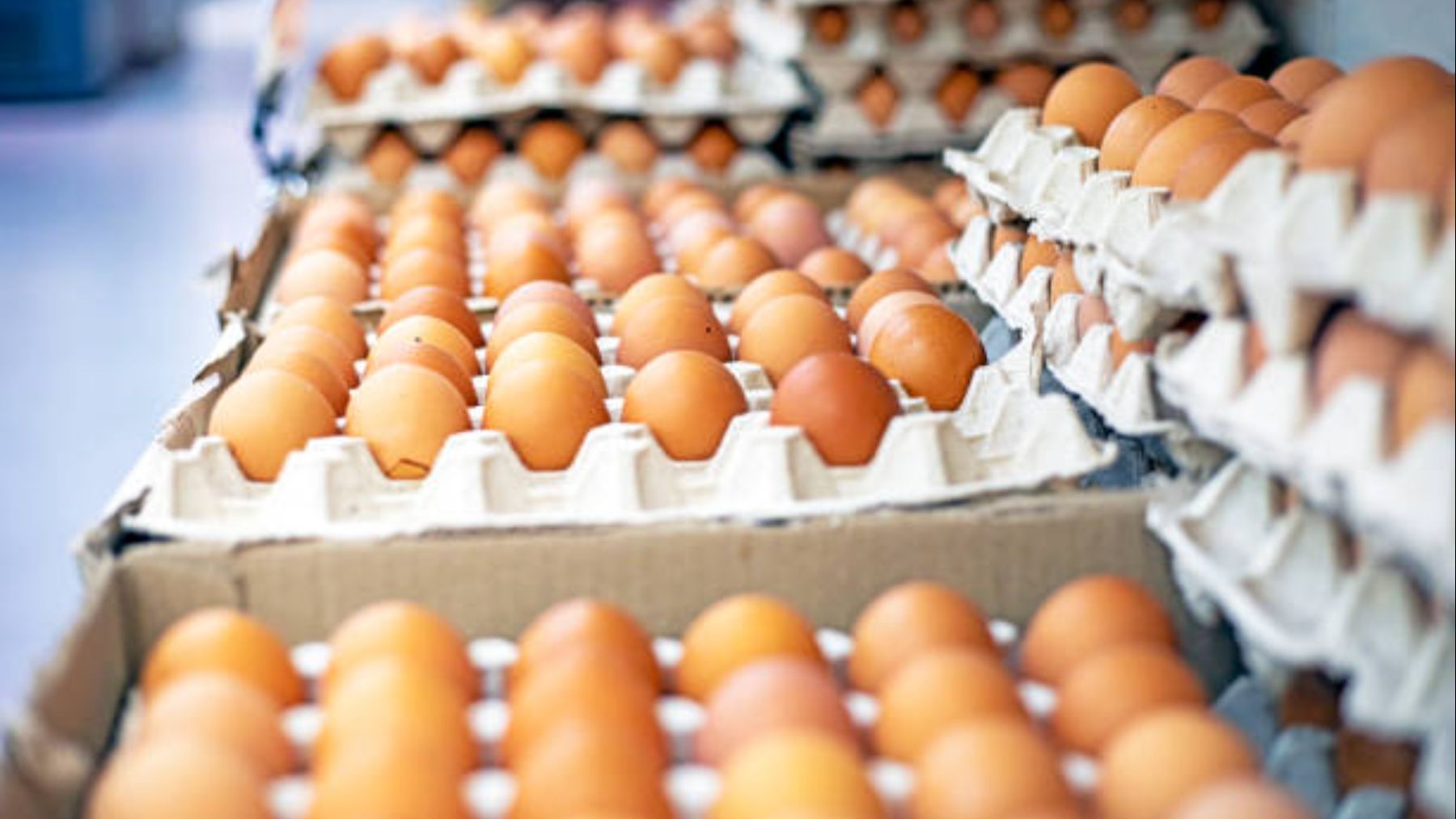 Alerta en los supermercados de España por el engaño de los huevos camperos: la OCU manda un aviso