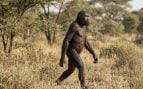 Australopithecus afarensis, descubrimiento, historia