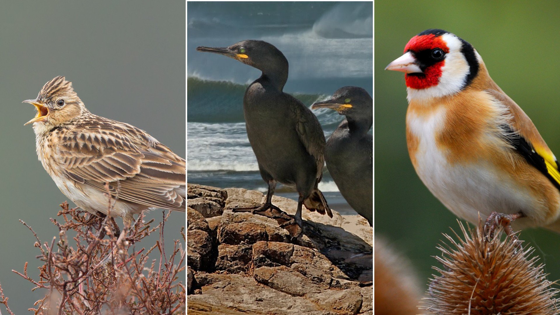 Las tres candidatas a Ave del Año 2026. (Fotos: SEO/BirdLife).