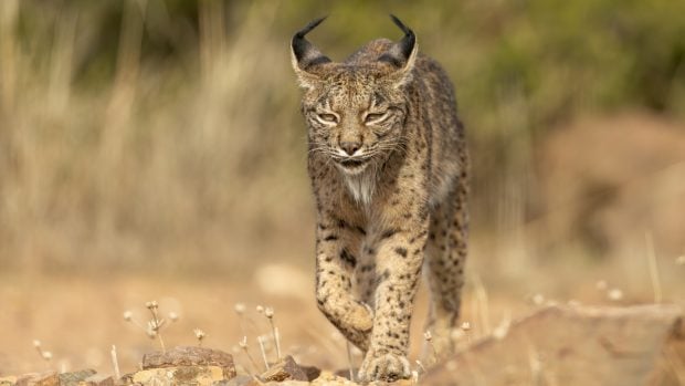 buenas noticias medioambiente 2025 lince