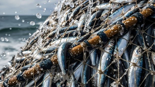 buenas noticias medioambiente 2025 pesca