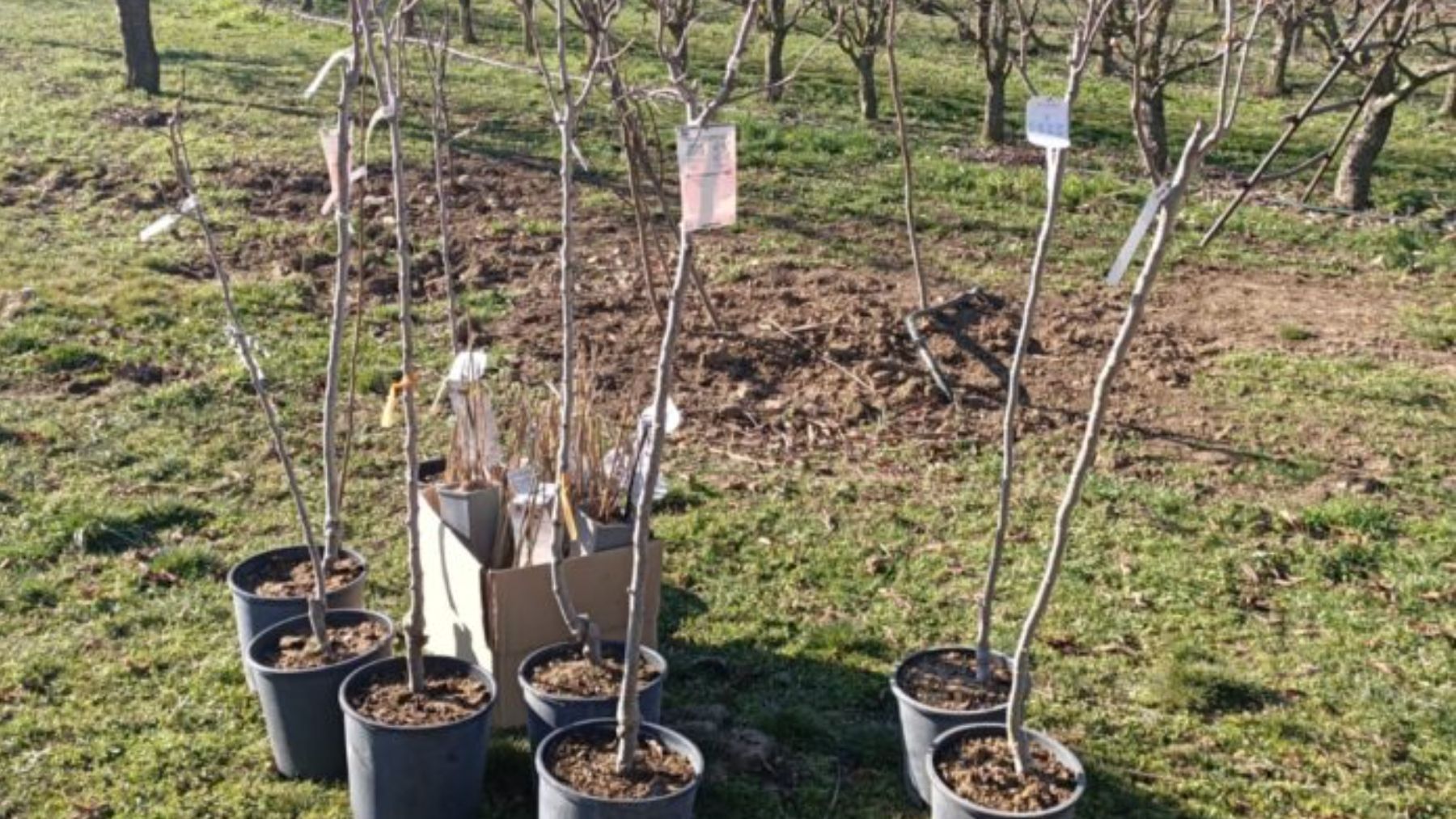La rebelión del campo mallorquín: 56 fincas desafían al cambio climático plantando 2.424 árboles frutales
