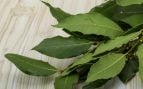 laurel