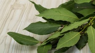 laurel