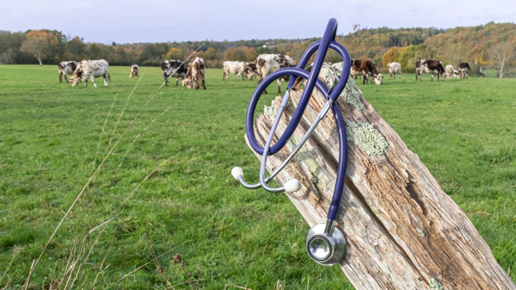 Cambio generacional: uno de cada tres médicos rurales se jubilará en los próximos cinco años
