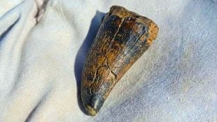 Reptil marino, paleontólogos, dinosaurio