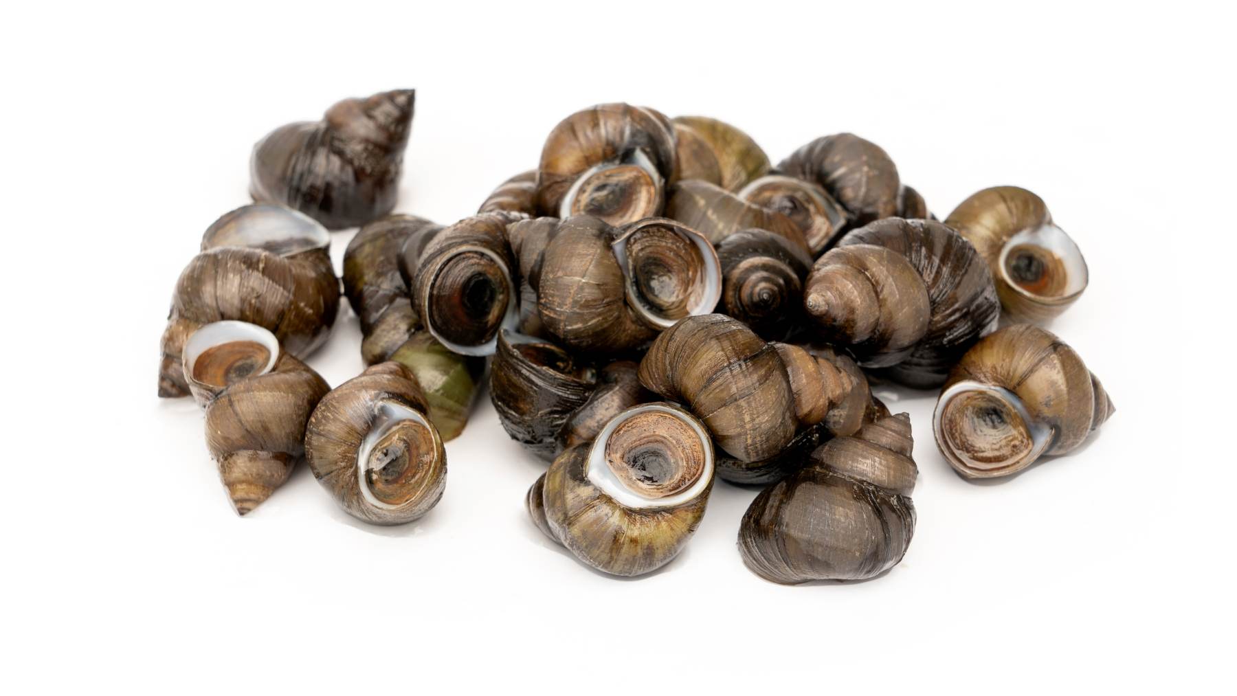 Cómo se cuecen los bígaros.