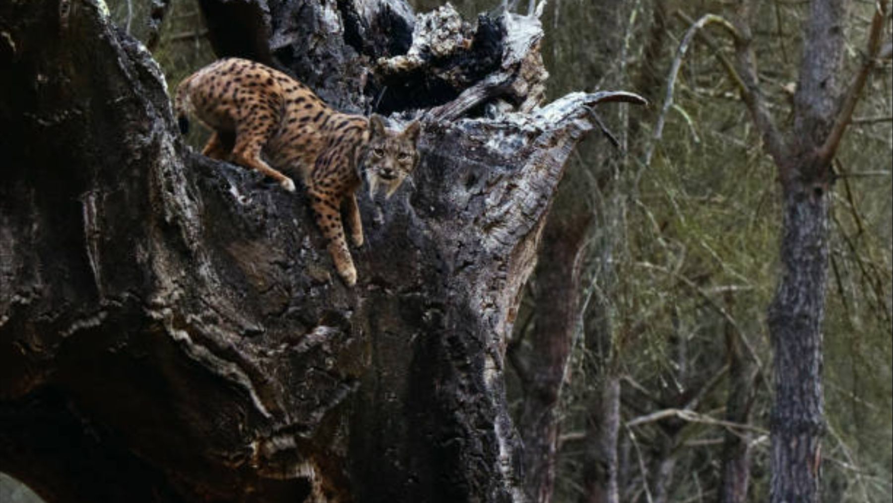 Esta es la razón por la que los grandes depredadores deciden si volverán a crecer árboles en los ecosistemas mediterráneos (y no te la vas a creer)