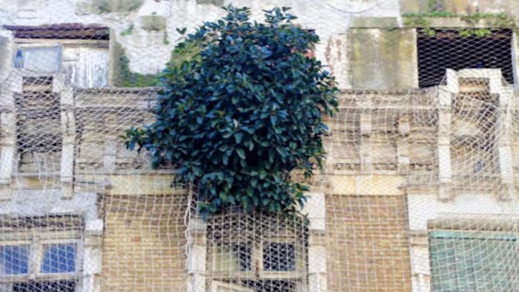 Parece una broma pero es real: Cartagena tiene un árbol