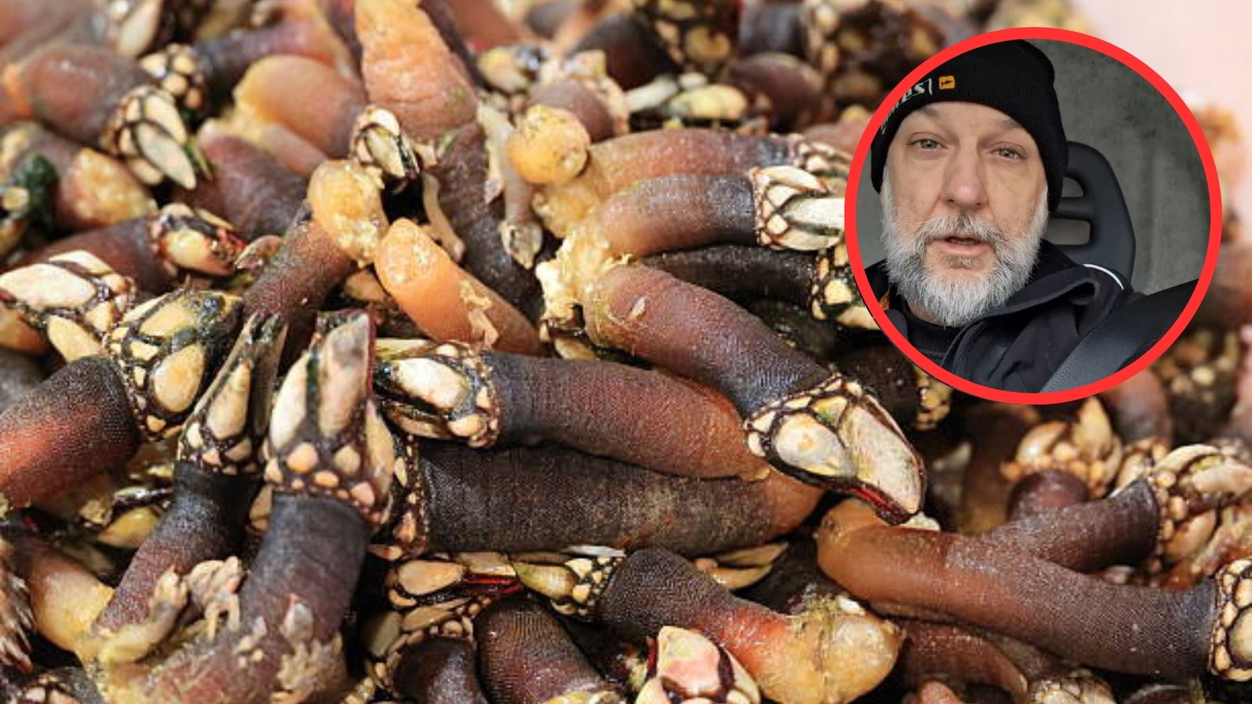 Un pescadero gallego, explica como distinguir un percebe de Galicia de uno de Marruecos