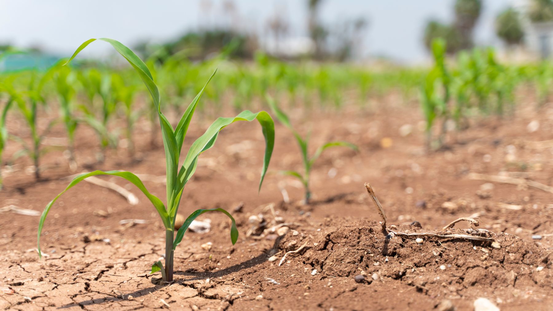 Un dispositivo que permite obtener agua de la atmósfera podría ser de gran ayuda para las zonas del mundo más afectadas por episodios de sequía.
