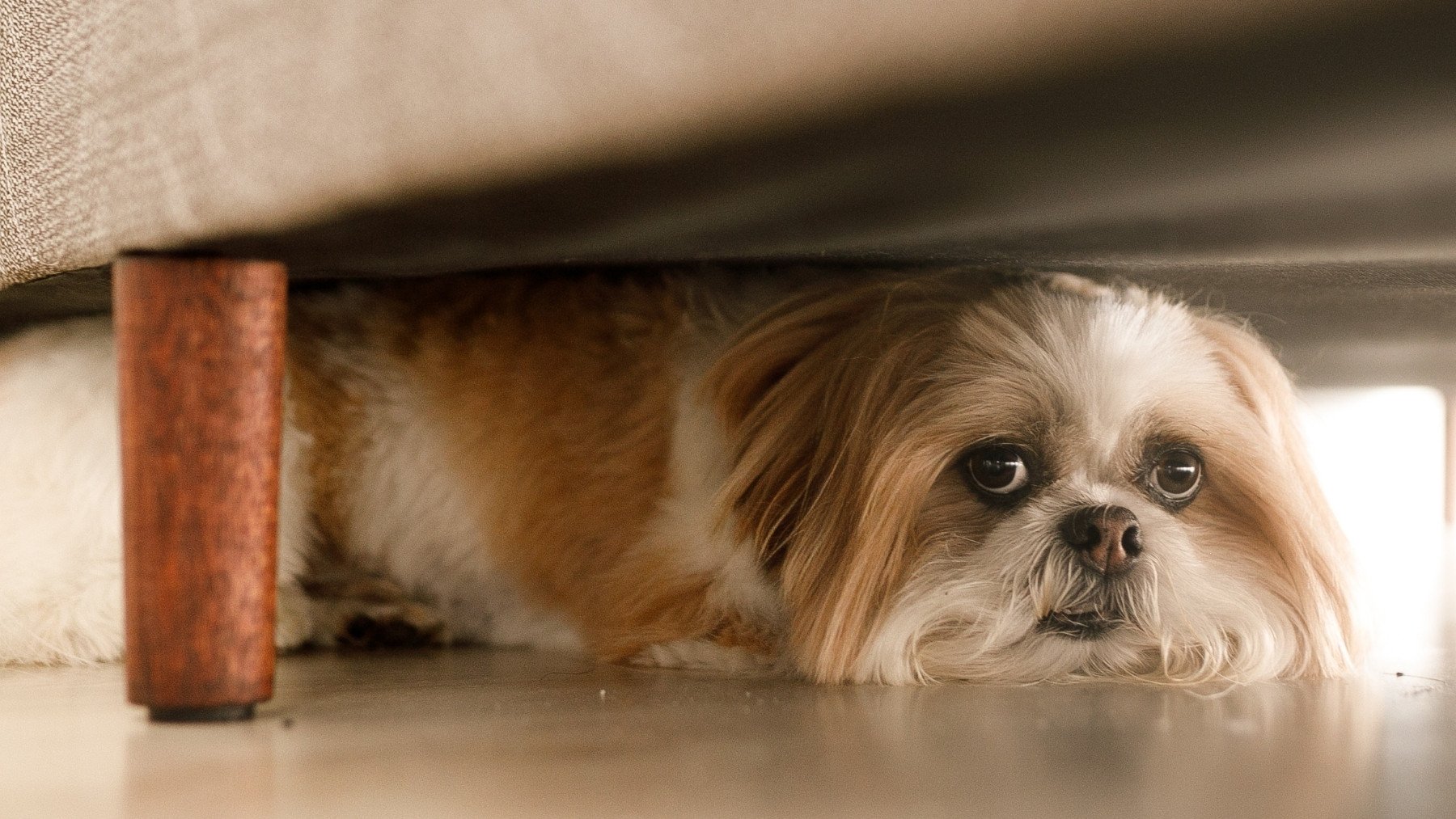 Una veterinaria alerta sobre lo que no debes hacer jamás si a tu perro le dan miedo los petardos: lo empeora todo
