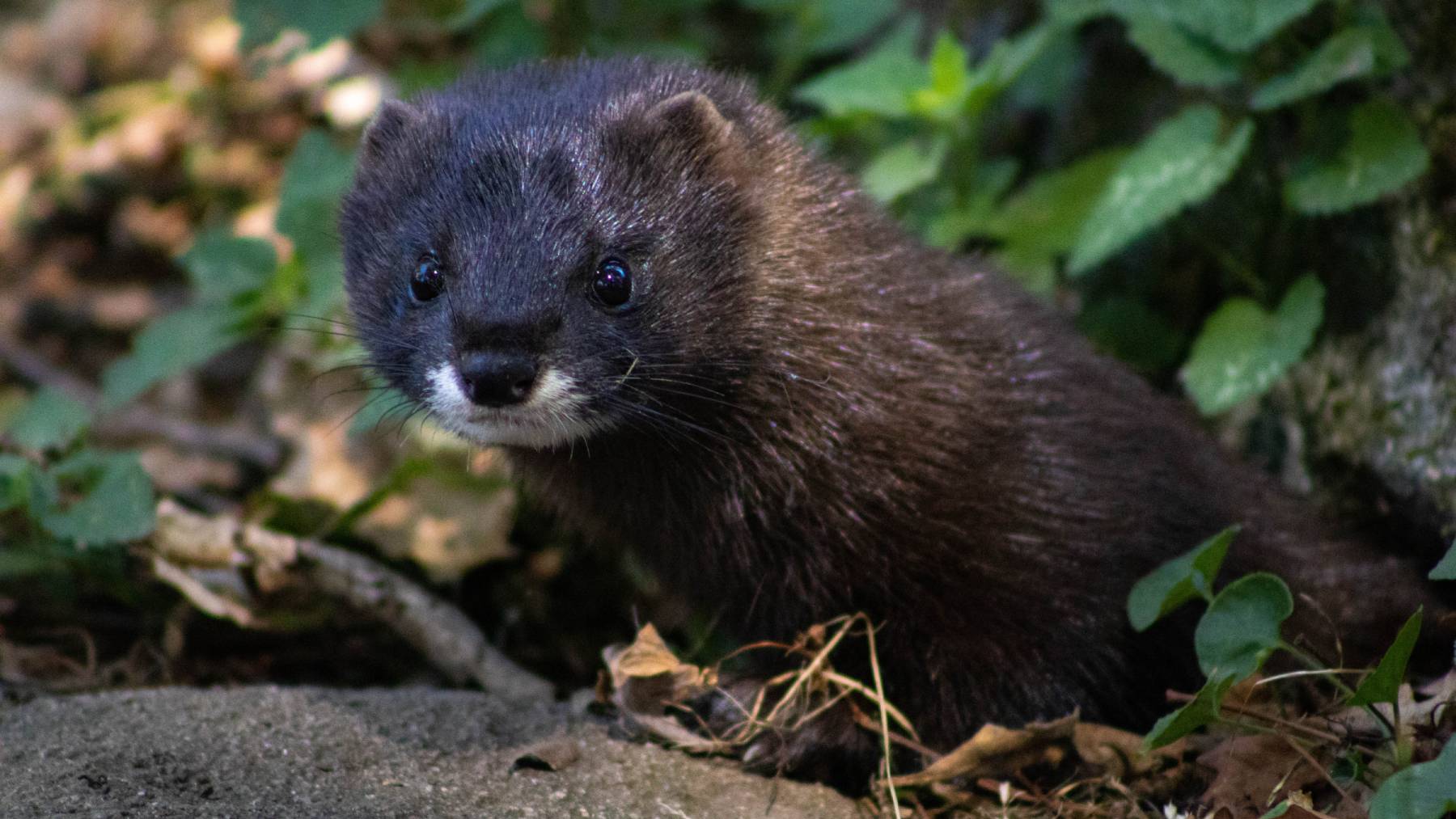 Esta especie está en peligro de extinción y hay en España: quedan menos de 200 ejemplares