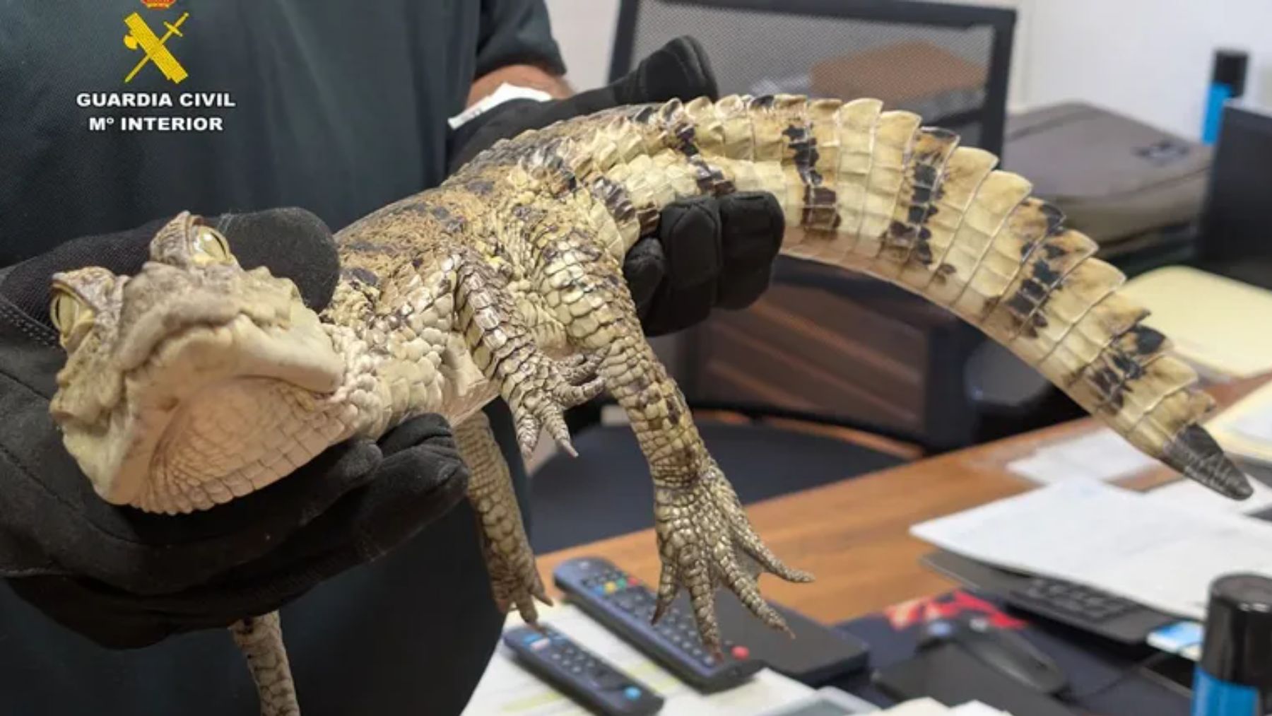 Capturan un caimán en un pantano de Albacete e identifican a los que lo soltaron