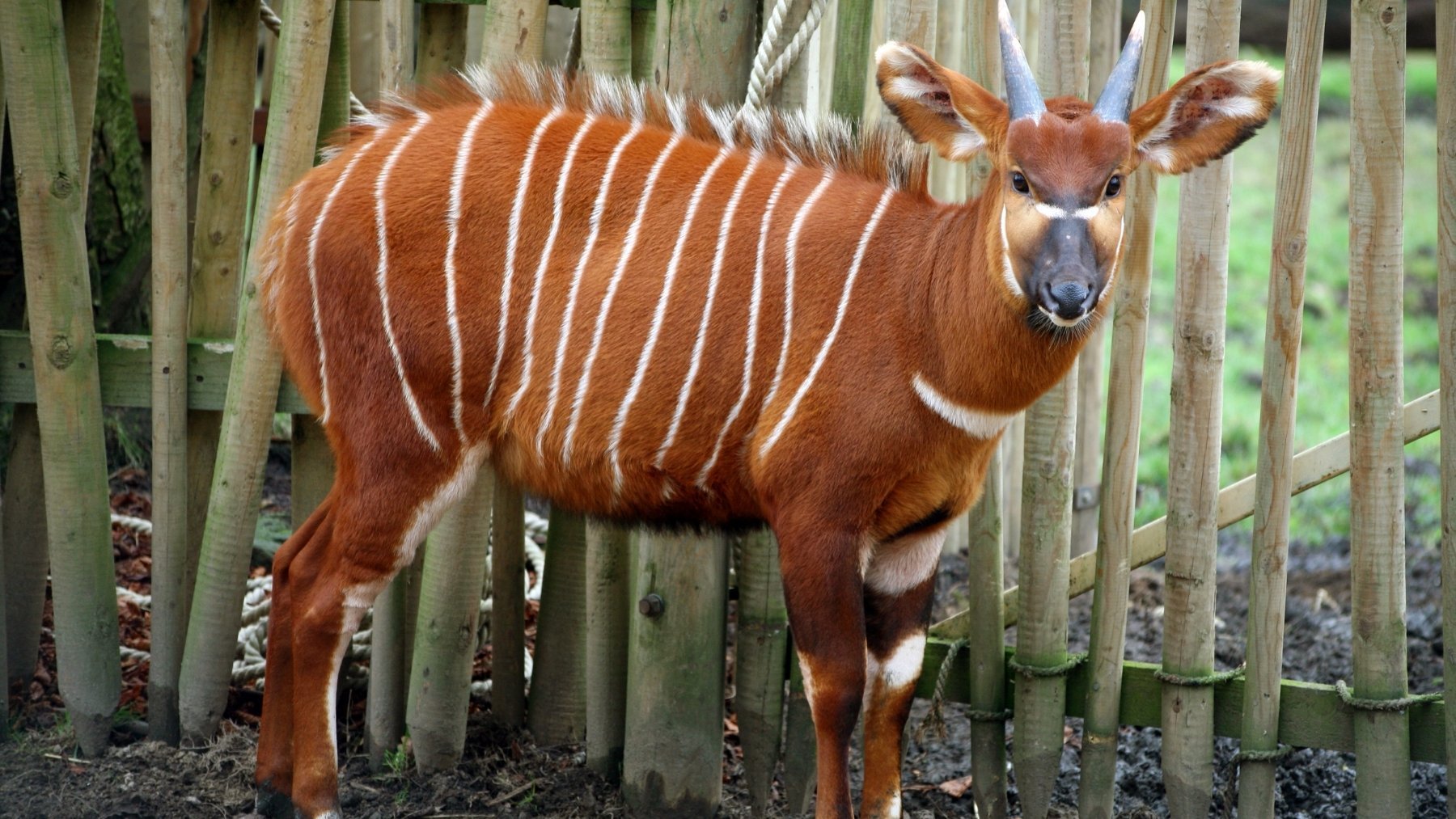 Los científicos no dan crédito: nace un animal en peligro de extinción en un zoo de Dinamarca