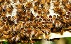 Preocupación en Uruguay por la destrucción de colmenas de abejas, abejas muertas en Uruguay, por qué hay abejas muertas en masa en Uruguay, problema de los apicultores uruguayos.