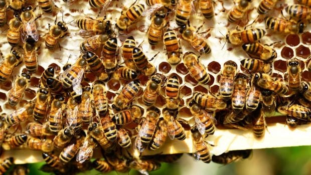 Preocupación en Uruguay por la destrucción de colmenas de abejas, abejas muertas en Uruguay, por qué hay abejas muertas en masa en Uruguay, problema de los apicultores uruguayos.