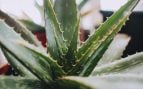 Aloe vera