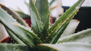 Aloe vera