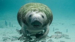 Por qué las vacas marinas cuidan del océano, qué hacen las vacas marinas, animal más importante para cuidar los jardines del océano, función de las vacas marinas.