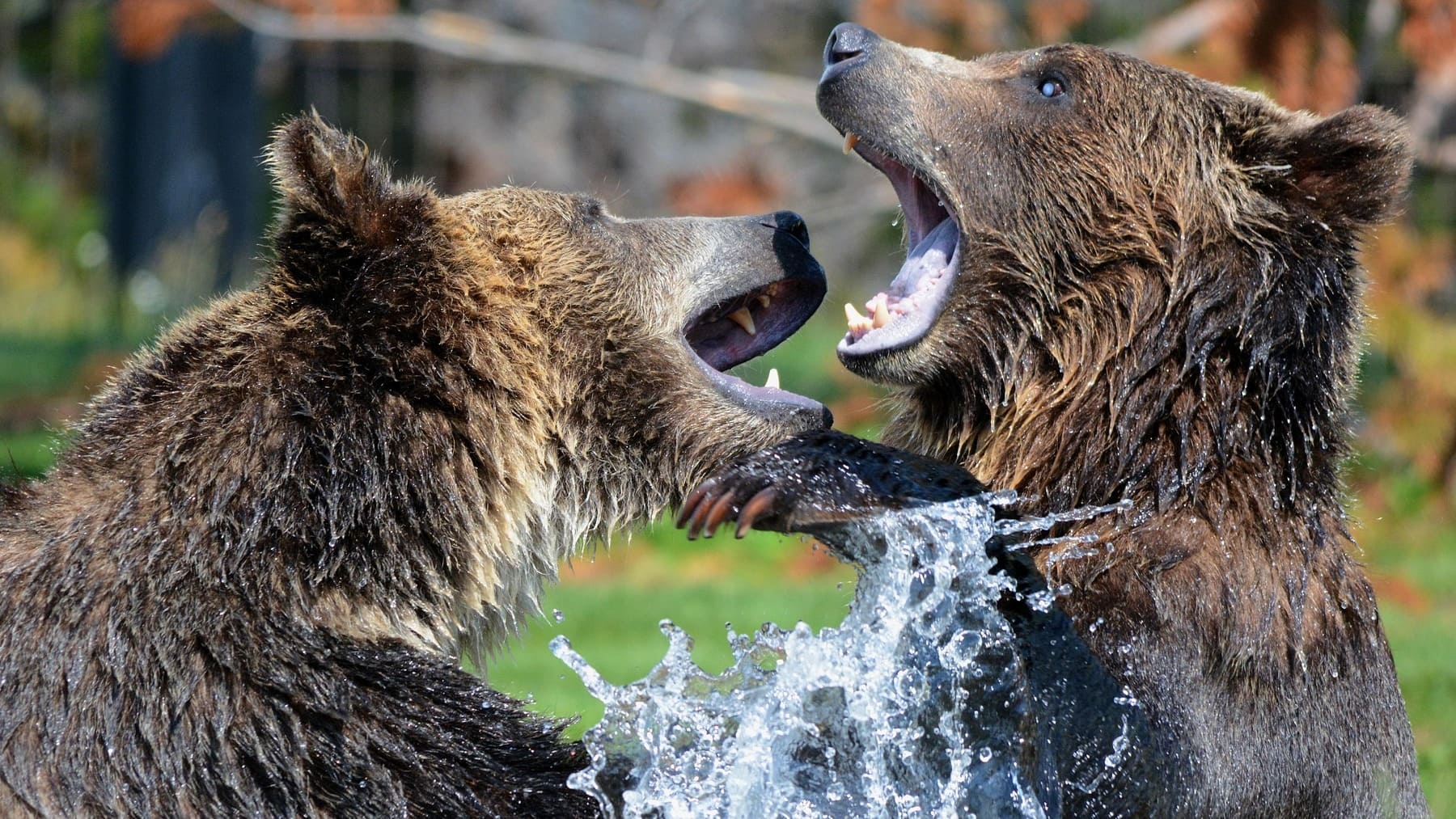 Suena raro, pero la ciencia lo avala: los osos podrían ser cada vez más herbívoros y cambiar su rol en los ecosistemas