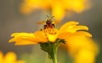 Las abejas ayudan a los elefantes