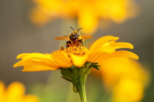 Las abejas ayudan a los elefantes