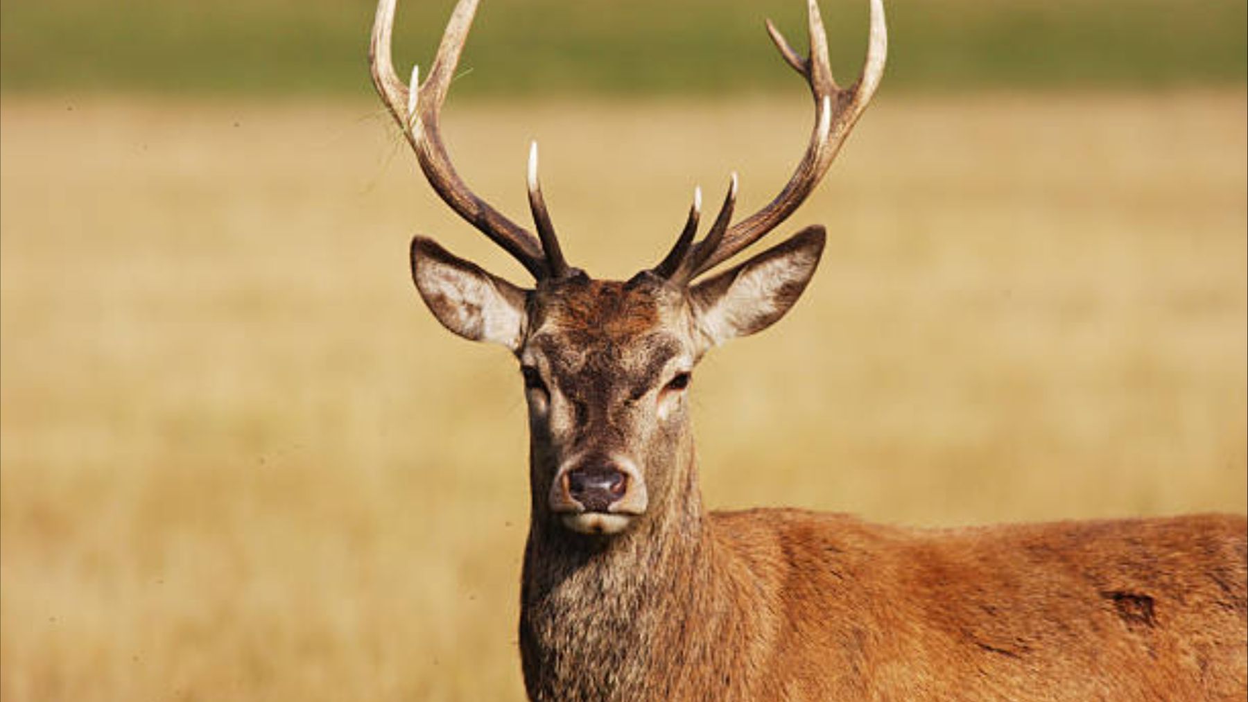 Ni te imaginas cuánto puede vivir un jabalí o un ciervo: la verdad sobre la edad de los animales de nuestro campo