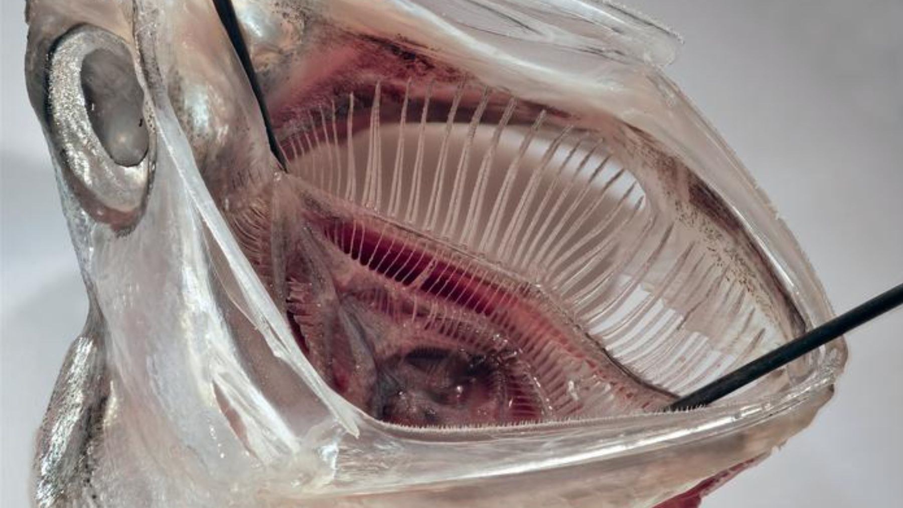 En esta anchoa, las partículas de plancton son capturadas por el sistema de arcos branquiales. (Foto: Jens Hamann).