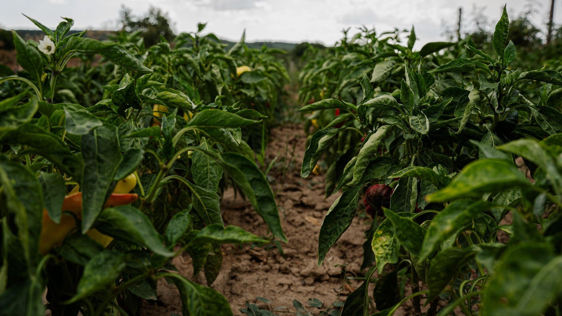 Un agricultor de Almería pone el grito en el cielo: Imagina gastar 30.000€ en 3 meses y que un bicho te lo arruine