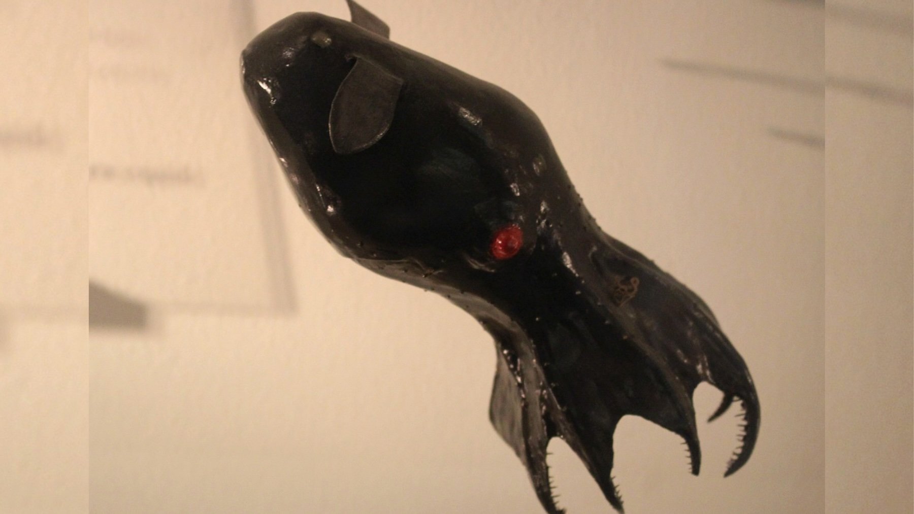 Calamar vampiro. Imagen: Emőke Dénes.