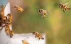 Intestino de las abejas miden la calidad ecológica de las ciudades, abejas miden calidad ambiental de la ciudad, por qué las abejas son importantes en la ciudad según la ciencia.