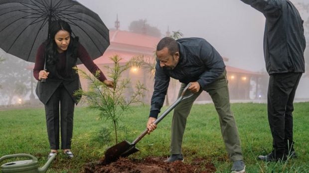 El primer ministro de Etiopía, Abiy Ahmed, participando en la plantación del 31 de julio. (Foto:X/Twitter).