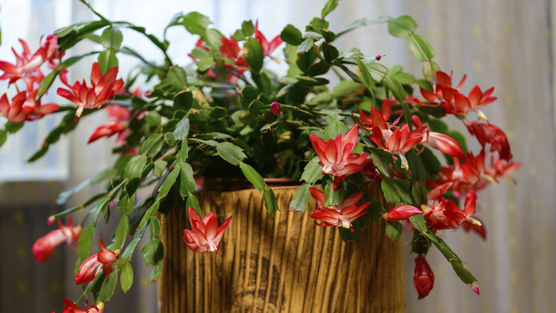 Cactus de Navidad en maceta. Foto: Pexels.