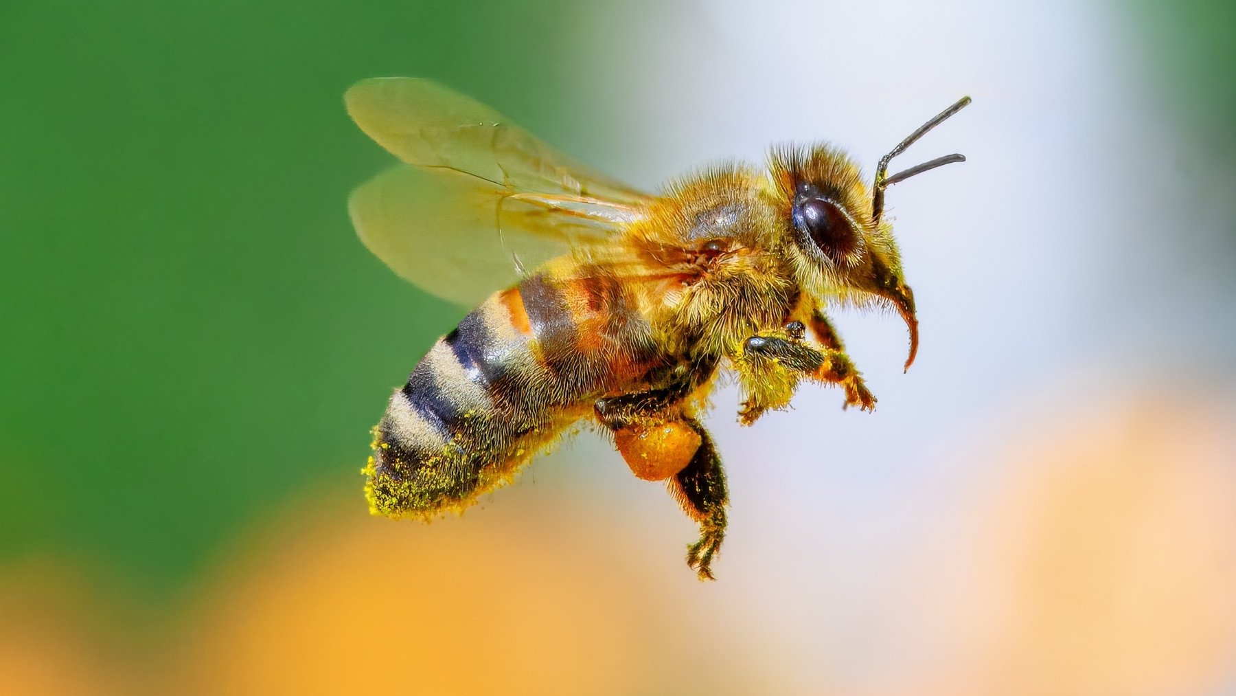 Hito mundial: las abejas, el primer insecto de la historia que acaba de ganar derechos legales