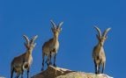 Cabras montesas sobre una montaña