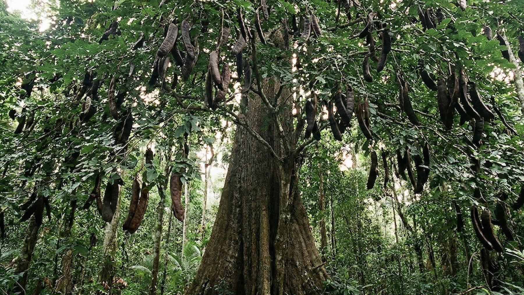 Los indígenas llevan siglos usándolo, pero los científicos alucinan ahora al descubrir las propiedades de este árbol