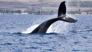 La NASA detecta plancton desde el espacio, NASA encuentra plancton fundamental para las ballenas, descubrimiento de la NASA ayuda a la protección de las ballenas, imágenes satélite de la NASA para seguir a las ballenas.