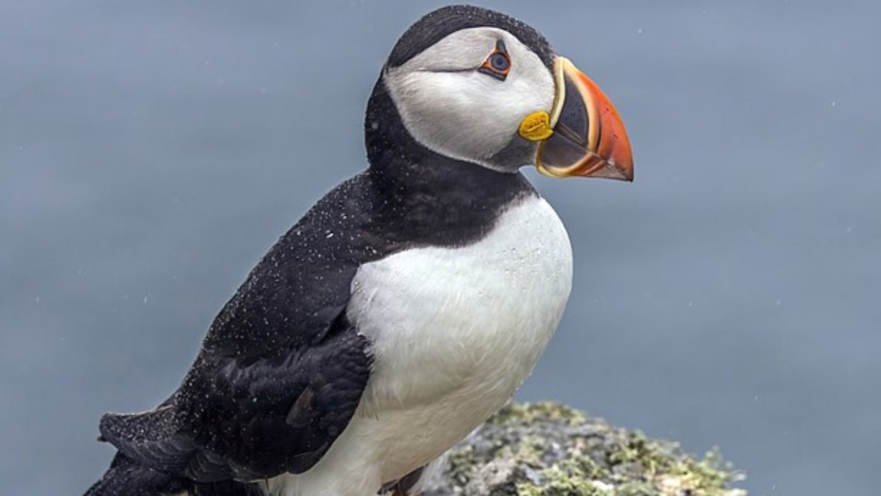 Suena cruel, pero la ciencia lo avala: en Islandia lanzan aves desde los acantilados para evitar su extinción